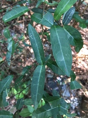 Trachelospermum