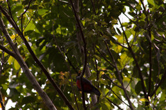 Trogon melanurus