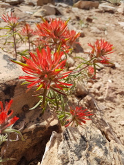 Castilleja scabrida scabrida