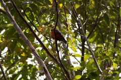 Trogon melanurus