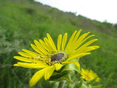 Silphium laciniatum