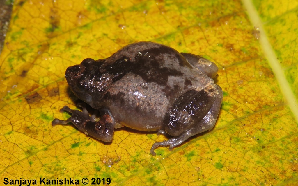 Nagao's Globular Frog