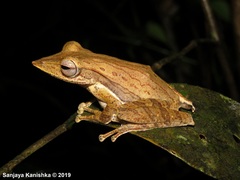 Taruga longinasus