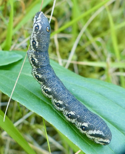 Proserpinus proserpina