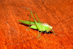 Conocephalus longipes