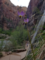 Primula pauciflora zionensis