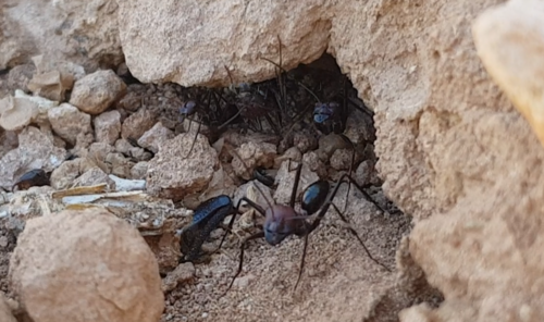 Cataglyphis saharaeCataglyphis saharae