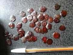 Anadenanthera colubrina cebil