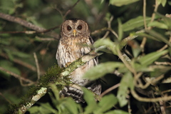Mottled Owl photo 3