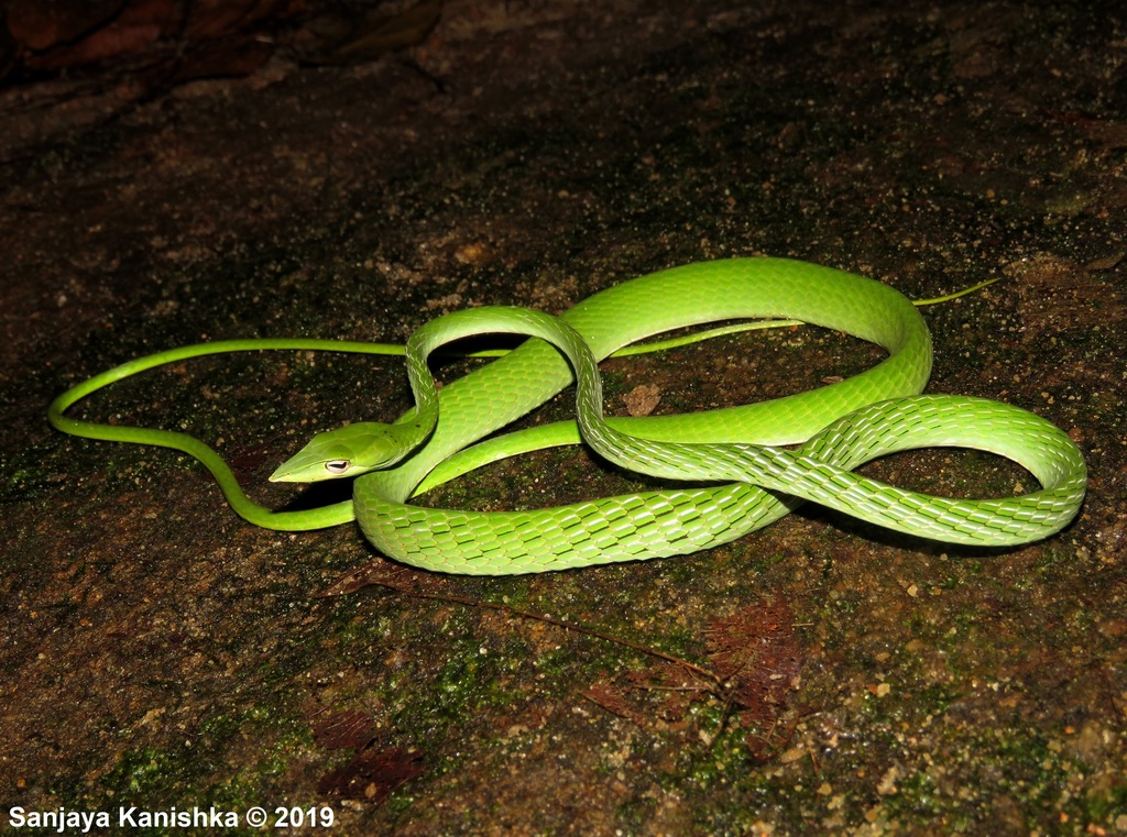 Green Vine Snake