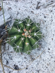 Melocactus violaceus margaritaceus