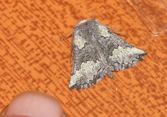 Drepanogynis interscripta