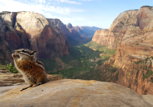 Uinta Chipmunk, Washington County, UT, USA, photo 5 of 10