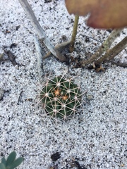 Melocactus violaceus margaritaceus
