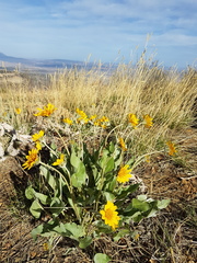 Balsamorhiza
