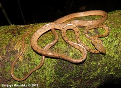 Boiga