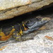 Western Cape Crag Lizard - Photo (c) Billi Krochuk, some rights reserved (CC BY-NC), uploaded by Billi Krochuk