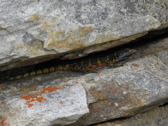 Pseudocordylus microlepidotus microlepidotus