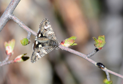 Litocala sexsignata