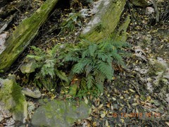 Asplenium richardii