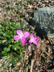 Arabis blepharophylla