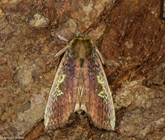 Tethea consimilis