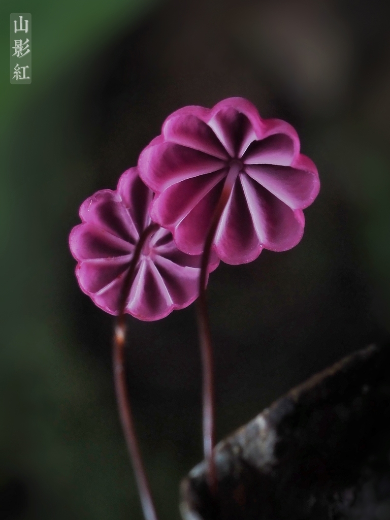 Marasmius sect. Sicci