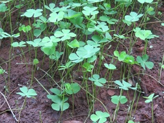 Marsilea minuta