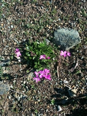 Arabis blepharophylla