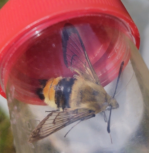 Hemaris tityus