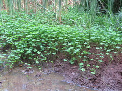 Marsilea minuta