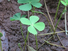 Marsilea minuta