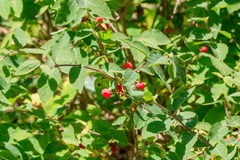 Lonicera altmannii