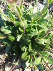 Arabis blepharophylla