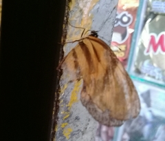 Eresia eunice drypetis