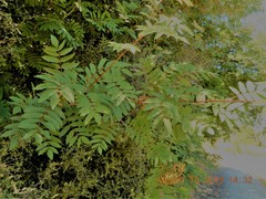 Sorbaria tomentosa