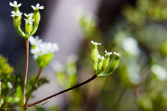 Anthriscus caucalis