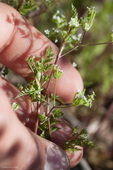 Anthriscus caucalis