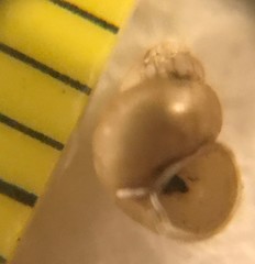 Pyrgulopsis