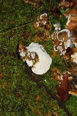 Fungi
