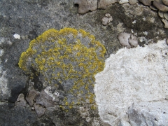 Caloplaca flavescens image