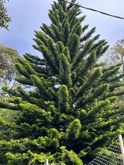 Image of Araucaria columnaris