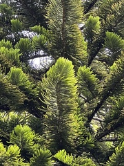 Araucaria columnaris image