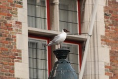 Chroicocephalus ridibundus