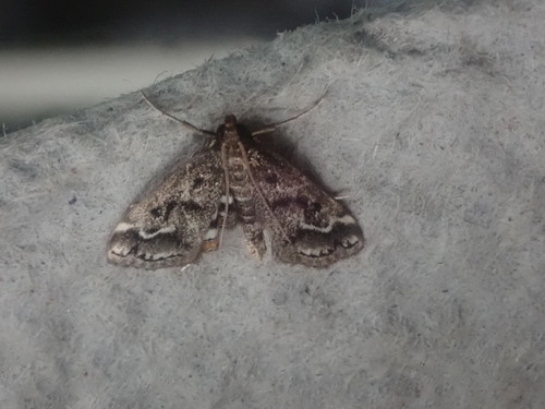 Obscure Pondweed Moth photo 4