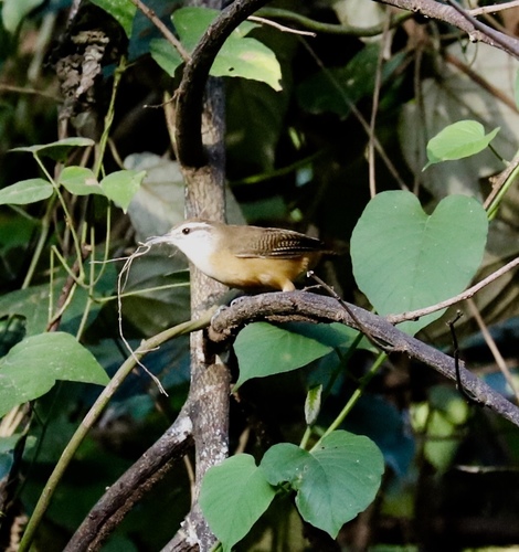 Buff-breasted Wren (Cantorchilus leucotis), photo 7