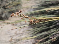 Juncus acutus image