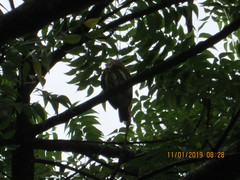 Glaucidium brasilianum