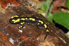 Salamandra salamandra