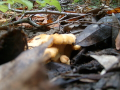 Cantharellus californicus